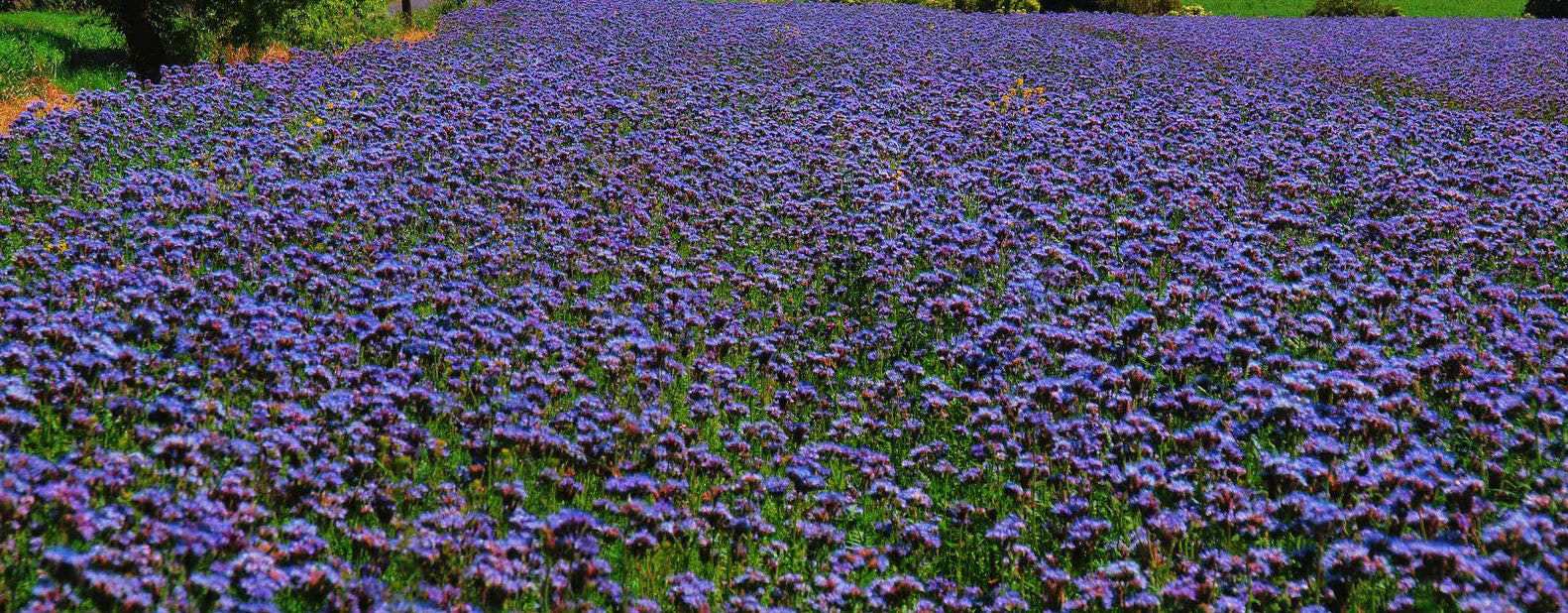 Why We Fell In Love with Blue Tansy for our Skin