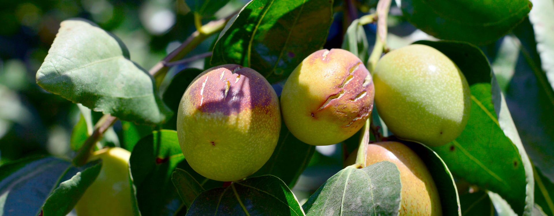 Jojoba Oil, The Perfect Oil for Damaged, Sensitive Skin